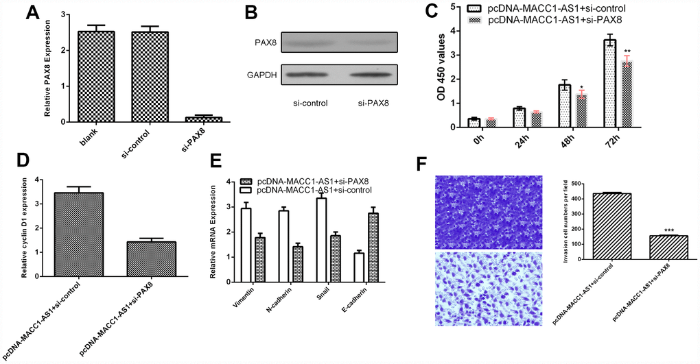 MACC1-AS1 overexpression promoted HCC cell proliferation, EMT and invasion through regulating PAX8. (A) The expression of PAX8 was detected in SMMC7721 cell by using qRT-PCR assay. (B) The protein expression of PAX8 was analyzed by using western blotting. (C) Knockdown expression of PAX8 suppressed cell proliferation in MACC1-AS1-overexpressing SMMC7721 cells. (D) Inhibition of PAX8 expression decreased cyclin D1 expression in MACC1-AS1-overexpressing SMMC7721 cells. (E) Knockdown PAX8 expression inhibited vimentin, N-cadherin and snail expression and promoted E-cadherin expression in MACC1-AS1-overexpressing SMMC7721 cell. (F) Knockdown expression of PAX8 decreased cell invasion MACC1-AS1-overexpressing SMMC7721 cell. The relative invasive cells were shown in the right. *p