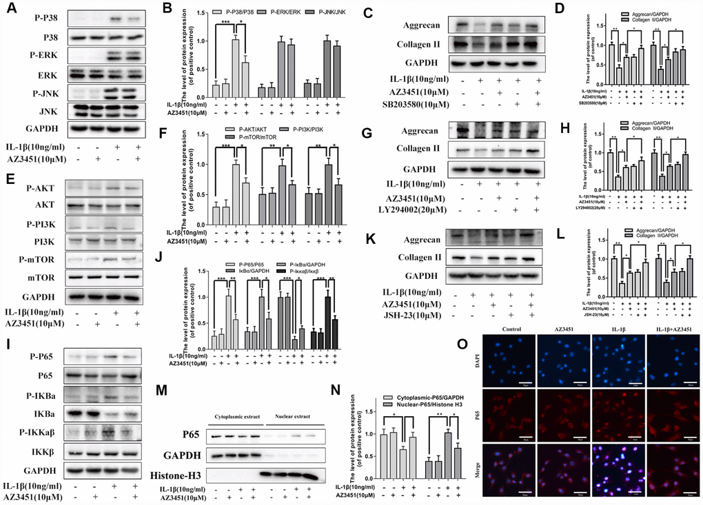 AZ3451 attenuates the activation of the P38/MAPK, NF-κB and PI3K/AKT/mTOR pathways induced by IL-1β in chondrocytes. (A, B) Representative western blots and quantification data of MAPK pathways in chondrocytes as treated above. (C, D) Representative western blots and quantification data of collagen II and aggrecan as treated above. (E, F) Representative western blots and quantification data of PI3K/AKT/mTOR pathways as treated above. (G, H) Representative western blots and quantification data of collagen II and aggrecan as treated above. (I, J) Representative western blots and quantification data of NF-κB pathways as treated above. (K, L) Representative western blots and quantification data of collagen II and aggrecan as treated above. (M, N) Representative western blots and quantification data of cytoplasmic P65 and nuclear P65 as treated above. (O) Immunofluorescence staining of the translocation of P65 in nuclear as treated above. Data are shown as the mean ± SD. Significant differences between groups are indicated as ***P 