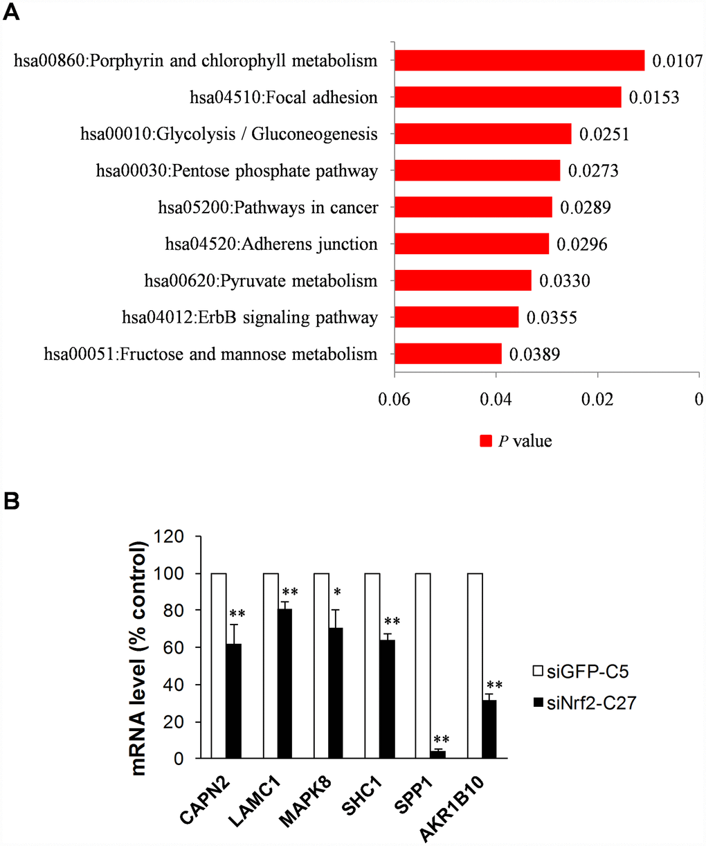 Functional annotation and validation of novel NRF2-regulated genes using qRT-PCR. (A) Bar chart of KEGG pathways associated with the NRF2 TFBS (PB) NRF2-driven focal adhesion pathway genes downregulated in NRF2-knockdown A549 cells (18S rRNA served as an internal control; value for siGFP-C5 cells was set at 100%; *p