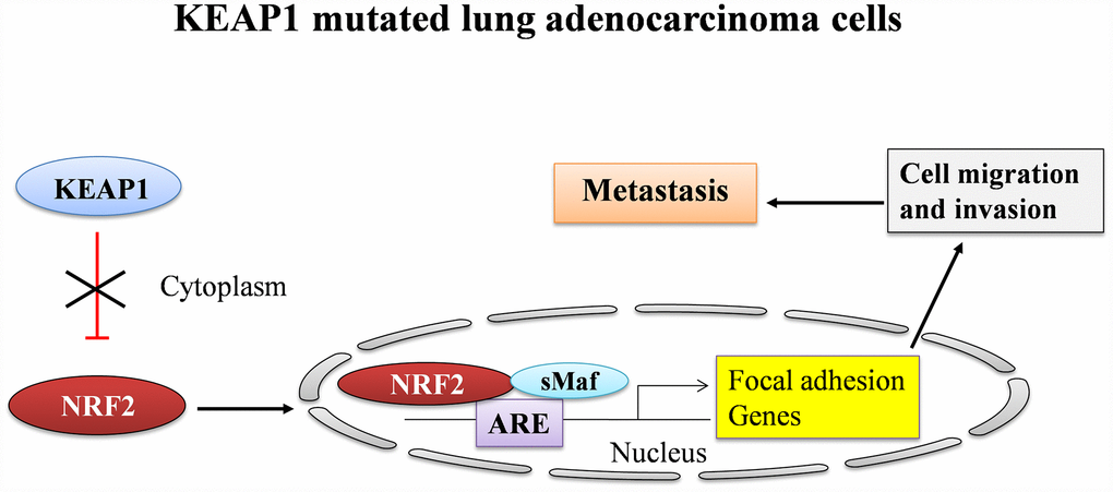 A graphical summary showing the regulation of focal adhesion genes by NRF2 in LUAD.