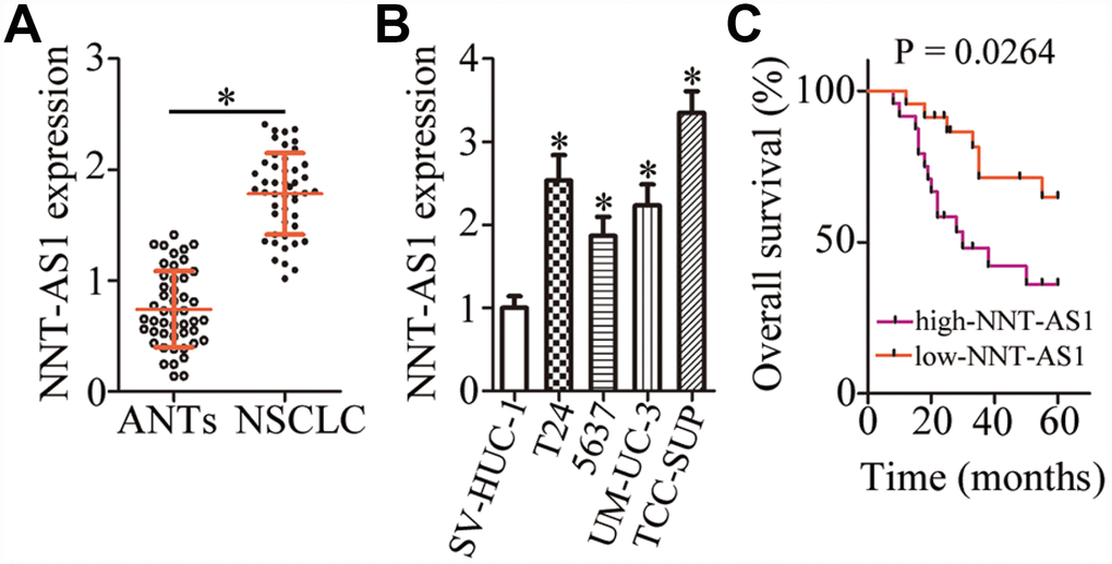 NNT-AS1 is overexpressed in bladder cancer and is associated with poor clinical outcomes. (A) The expression of NNT-AS1 in the 47 pairs of bladder cancer tissue specimens and matched adjacent normal tissues (ANTs) was determined by RT-qPCR. *P B) NNT-AS1 levels were measured in four bladder cancer cell lines and a normal bladder immortalized epithelial cell line (SV-HUC-1) by RT-qPCR. *P C) Kaplan–Meier plot demonstrating the association between NNT-AS1 expression and overall survival of the patients with bladder cancer. P = 0.0264.