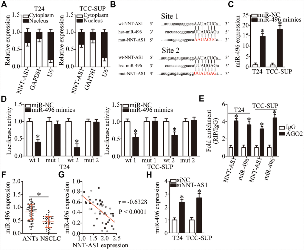 NNT-AS1 serves as a competing endogenous RNA (ceRNA) for miR-496 in bladder cancer cells. (A) Relative NNT-AS1 expression in nuclear and cytoplasmic fractions of T24 and TCC-SUP cells. (B) Bioinformatics prediction via starBase 3.0 uncovered two possible binding sites for miR-496 in NNT-AS1. (C) RT-qPCR was conducted to analyze miR-496 expression in T24 and TCC-SUP cells after introduction of either the miR-496 mimics or miR-NC. *P D) Either plasmid wt-NNT-AS1 or mut-NNT-AS1 was cotransfected into T24 and TCC-SUP cells with either the miR-496 mimics or miR-NC for the measurement of luciferase activity. *P E) A RIP assay was carried out to determine the interaction between miR-496 and NNT-AS1 in T24 and TCC-SUP cells. *P F) MiR-496 expression in 47 pairs of bladder cancer tissues and ANTs was assessed via RT-qPCR. *P G) The correlation between miR-496 and NNT-AS1 expression levels in the 47 bladder cancer tissue specimens was examined by Spearman’s correlation analysis. r = -0.6328, P H) The expression of miR-496 in NNT-AS1–depleted T24 and TCC-SUP cells was quantified by RT-qPCR. *P 