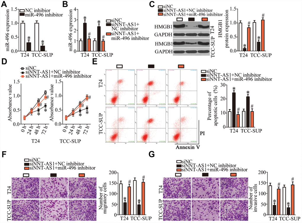 The oncogenic functions of NNT-AS1 in bladder cancer cells are mediated by stimulation of the miR-496–HMGB1 axis output. (A) T24 and TCC-SUP cells were transfected with either the miR-496 inhibitor or NC inhibitor. After 48 h, the transfection efficiency was assessed by RT-qPCR. *P B, C) siNNT-AS1 plus either the miR-496 inhibitor or NC inhibitor were cotransfected into T24 and TCC-SUP cells. The miR-496 and HMGB1 protein levels were measured by RT-qPCR and western blotting, respectively. *P #P D–G) CCK-8 assay, flow-cytometric analysis, and transwell migration and invasion assays were performed to determine the status of proliferation, apoptosis, migration, and invasiveness of T24 and TCC-SUP cells that were cotransfected with siNNT-AS1 and either the miR-496 inhibitor or NC inhibitor. *P #P 