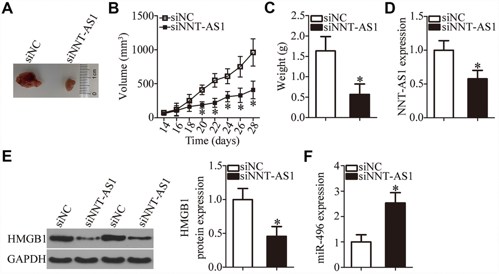 Knockdown of NNT-AS1 impairs bladder cancer cell growth in vivo. All the mice were injected with T24 cells that were transfected with either siNNT-AS1 or siNC. (A) Representative images of tumor xenografts collected from groups siNNT-AS1 and siNC. (B) The growth curves of subcutaneous tumor xenografts in groups siNNT-AS1 and siNC. *P C) The weights of tumor xenografts derived from either siNNT-AS1–transfected or siNC-transfected T24 cells were measured at 4 weeks post-inoculation. *P D) NNT-AS1 expression in tumor xenografts obtained from groups siNNT-AS1 and siNC was evaluated via RT-qPCR. *P E) Western-blotting assessment of HMGB1 expression in the tumor xenografts derived from either siNNT-AS1–transfected or siNC-transfected T24 cells. *P F) MiR-496 expression in tumor xenografts obtained from both groups was evaluated via RT-qPCR. *P 