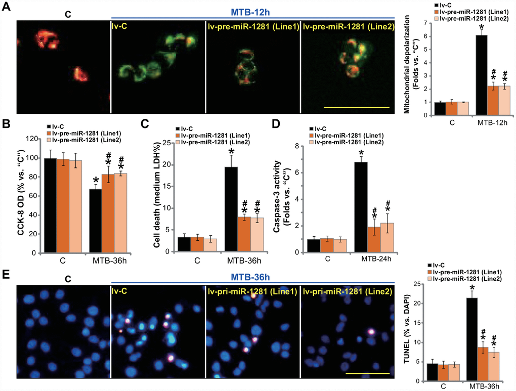 miR-1281 overexpression inhibits MTB-induced programmed necrosis and apoptosis in human macrophages. The primary human macrophages were infected with lentivirus encoding pre-miR-1281 (“lv-pre-miR-1281”), two stable cell lines, “Line1/2”, were established following puromycin selection. Control macrophages were infected with non-sense microRNA (“lv-C”); The macrophages were infected with Mycobacterium tuberculosis (MTB) for applied time periods, mitochondrial depolarization, cell viability, cell necrosis and apoptosis were tested by JC-1 staining (A), CCK-8 (B), medium LDH release (C), and caspase-3 activity (D)/TUNEL staining (E) assays, respectively. Data were presented as mean ± SD (n=5). * P #P A and E).