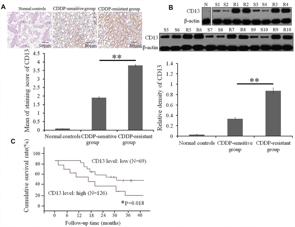 High expression of CD 13 is a risk stratification strategy for GC patients with CDDP treatment. (A) CD13 expression in serial sections from GC patients with CDDP-based chemotherapy was determined by immunohistochemical staining. Data are shown as the representative images (upper panels) and the staining score of CD13 with the means±SD (bottom panel) from three independent experiments. **PB) Comparison of CD13 expression between CDDP-sensitive and CDDP-resistant GC patients was conducted by Western blot assay. Data are displayed as the representatives (upper panels), and relative expression with means±SD (bottom panel) from three independent experiments.** PC) The overall survival curves of GC patients based on the CD13 expression were generated using the Kaplan-Meier method. *P=0.018 was obtained using a log-rank test, and was considered to be statistically significant.