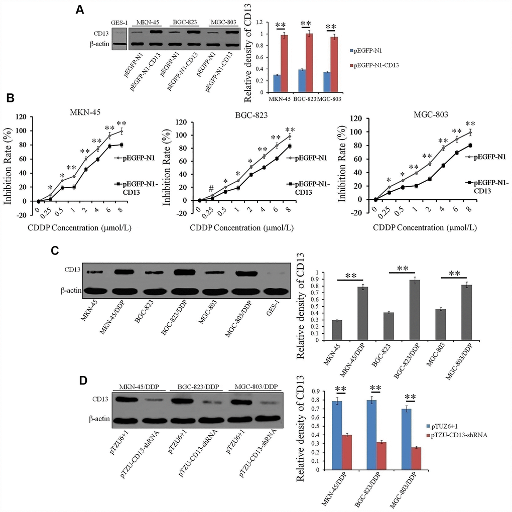 CD13 expression is positively induced in CDDP-resistant GC cells compared to parental GC cells. (A) Western blot assay was executed to evaluate the CD13 expression in GC cells that were transfected with exogenous CD13-expressing or control plasmids. (B) GC cells were transfected with indicated plasmids for 24h, and then treated with CDDP at increasing concentrations (0, 0.25, 0.5, 1, 2, 4, 6 and 8μmol/L) for another 48 h. Inhibitory effect of CDDP on the cell growth was determined by CCK-8 method. The results are shown as the means±SD of three independent experiments.*P#P>0.05. (C) Compared expression of CD13 in parental and CDDP-resistant GC cells was examined by Western blot assay. (D) Western blot assay was used to assess the CD13 expression in CDDP-resistant GC cells that were transfected with indicated plasmids. For Western blot assay, data are represented as the representatives (left panels) and relative expression with means±SD (right panels) from three independent experiments.**P