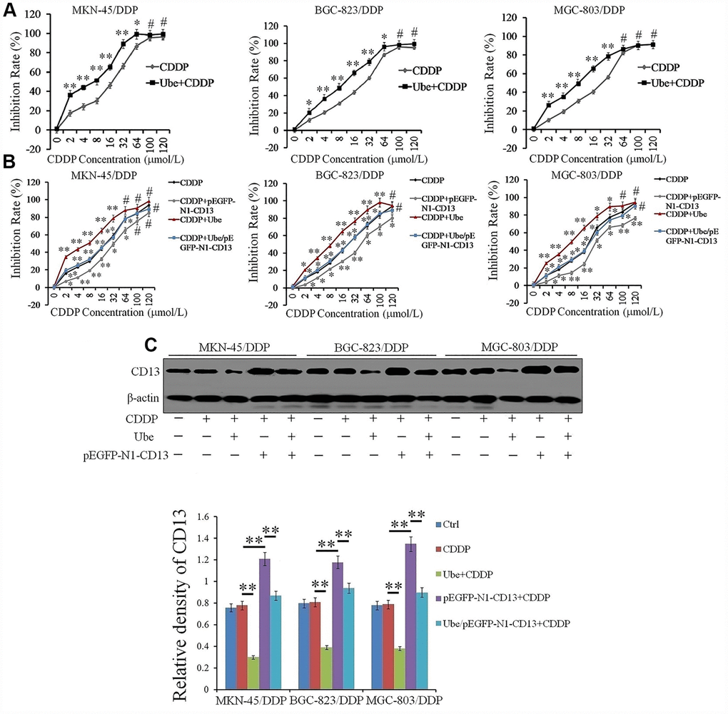 Ubenimex reverses CDDP resistance in vitro by suppressing CD13 expression. (A, B) CDDP-resistant GC cells were pre-treated with Ubenimex (0.2 mg/mL) and pEGFP-N1-CD13 or the combination of both for 24 h, followed by incubation with CDDP at increasing concentrations (0, 2, 4, 8, 16, 32, 64, 100, and 120 μmol/L) for another 48 h. CDDP cytotoxicity towards the indicated cells was manifested as the inhibition rate which was determined by CCK-8 method. The results are expressed as the means±SD of three replicates.*P 0.05 versus CDDP and Ube/CDDP group. (C) CDDP-resistant GC cells were pre-stimulated with Ubenimex (0.2 mg/mL) and pEGFP-N1-CD13 or the combination of both for 24 h, and then treated with CDDP (20 μmol/L) for another 48h. Western blot assay was performed to determine CD13 expression. The representatives results (upper panels) and the means±SD of the relative expression (bottom panel) from three independent experiments were both demonstrated. **P