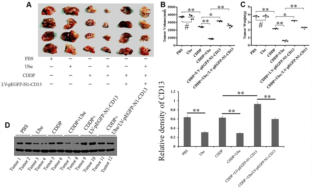 Ubenimex enhances CDDP efficacy in cell-based xenografts by inhibiting CD13 expression. (A) Tumor presentations in killed mice from each group were demonstrated. (B, C) The tumor volume (B) and tumor weight (C) with the means±SD from three independent experiments were evaluated. *P0.05 versus PBS, CDDP and Ube/CDDP group. (D) CD13 expression in tumor specimens of each group was assessed by Western blot assay. The results are demonstrated as the representatives (left panels) and the relative expression with the means±SD (right panel) from three irrelevant experiments. **P