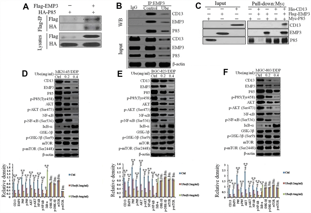 Ubenimex inhibits CD13 expression to modulate the EMP3/PI3K/AKT/NF-κB pathway in CDDP-resistant GC cells. (A, B) Co-IP assay using anti-Flag or anti-HA antibodies was performed in MKN-45/DDP (A) or Ubenimex-treated MKN-45/DDP cells (B). (C) Pull-down assay using anti-His, anti-Flag or anti-Myc antibodies was executed in HEK-293 cells that were transfected with the combination of p3×FLAG-CMV-14-EMP3, pET302 NT-His-CD13 and pCMV6-Myc-P85 plasmids. (D–F) MKN-45/DDP cells (D), BGC-823/DDP (E) and MGC-803/DDP (F) cells were treated with Ubenimex (0.2 or 0.4 mg/mL) for 24 h. Western blot assay was carried out to confirm the expression of the signaling molecules in the PI3K/AKT/NF-κB pathway. Data are represented as the representatives (upper panels), as well as the means±SD of relative intensities that were normalized to β-actin or corresponding total proteins (bottom panels) from three independent experiments *P#P>0.05.