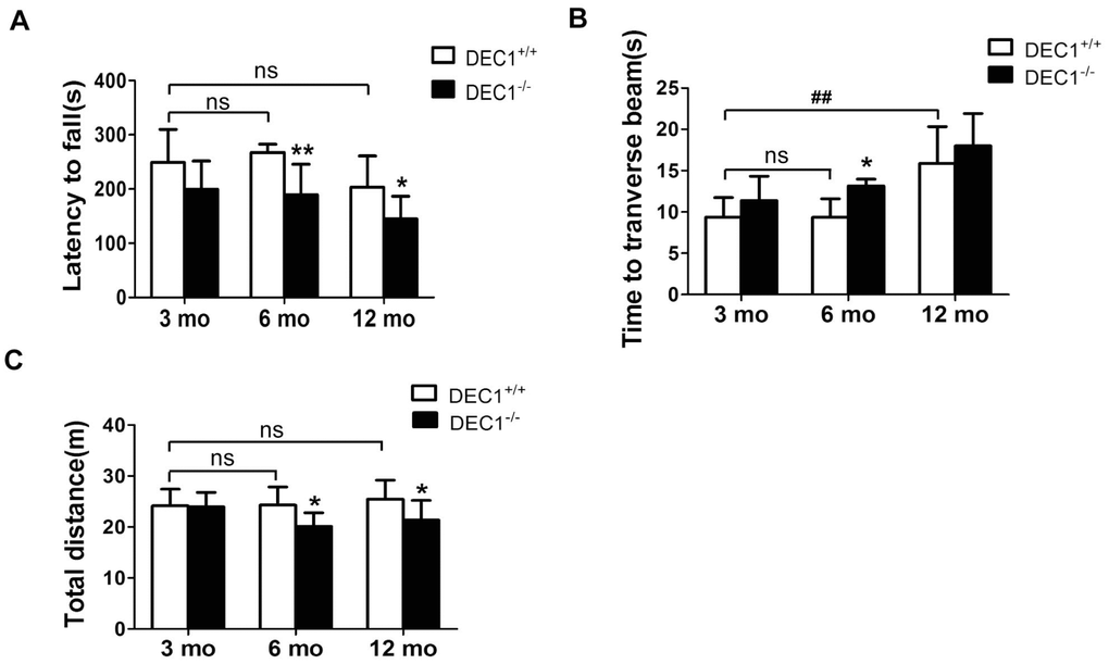 DEC1 deficient mice exhibit motor abnormalities. (A–C) Locomotion activity and motor coordination were analyzed by rotarod test (RT), beam walking test (BWT) and open-field test (OFT) in DEC1+/+ and DEC1-/- mice (n=15 in each group) at the age of 3, 6 and 12 months. (A) The latency to fall off the rotated rod in RT (Two-way AONVA, gene: F(1,54)=17.767, p(2,54)=6.041, p=0.004; interaction: F(2,54)=0.297, p= 0.744). (B) Time to transverse the beam within 5 min in BWT (Two-way AONVA, gene: F(1,40)=7.354, p=0.001; age: F(2,40)=20.977, p(2,40)=0.288, p= 0.751). (C) Total traveled distance (Two-way AONVA, gene: F(1,49)=9.333, p=0.004; age: F(2,49)=1.266, p=0.291; interaction: F(2,49)=2.274, p= 0.114). The data are analyzed using t-test for the same age in two genotypes of mice and expressed as mean ± SD. *p+/+ mice. ## p0.05, comparisons are shown in the figure.