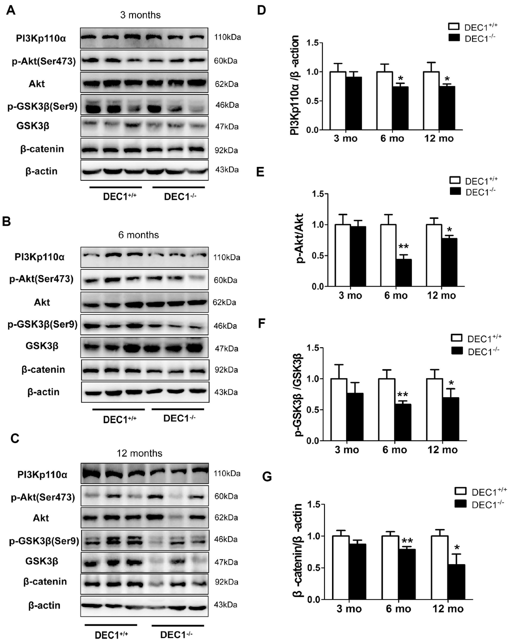 DEC1 deficiency decreases PI3K/Akt/GSK3β pathway in the midbrain. (A–C) Levels of PI3Kp110α and its downstream targets in the midbrain of two types (DEC1+/+ and DEC1-/-) of mice at the age of 3, 6 and 12 months (n=6 in each group) by Western blotting. (D) Related level of PI3Kp110α (Two-way AONVA, gene: F(1,17)=16.846, p=0.01; age: F(2,17)=1.28, p=0.303; interaction: F(2,17)=1.28, p=0.303). (E) Related level of p-Akt (Two-way AONVA, gene: F(1,18)=35.478, p(2,18)=12.597, p(2,18)=8.1, p=0.003). (F) Related level of p-GSK3β (Two-way AONVA, gene: F(1,17)=23.078, p(2,17)=0.635, p=0.542; interaction: F(2,17)=0.635, p=0.542). (G) Related level of β-catenin (Two-way AONVA, gene: F(1,17)=47.478, p(2,17)=6.065, p=0.01; interaction: F(2,17)=6.065, p=0.01). The data are analyzed using t-test for the same age in two genotypes of mice and expressed as mean ± SD. *p+/+ mice.