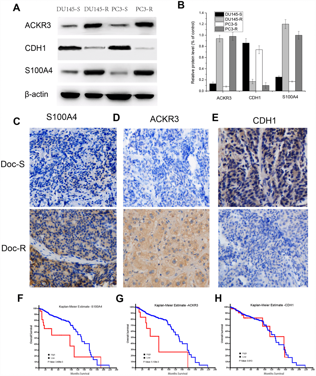 Detection of S100A4, ACKR3 and CDH1 protein expression in Doc-R PCa samples, Kaplan-Meier curves of OS in patients from TCGA-PRAD. (A) Western blots for S100A4, ACKR3 and CDH1 in DU145R and PC3R cells. (C–E) Immunostaining for S100A4, ACKR3 and CDH1 in representative samples of Doc-R tumor tissue from PCa patients. (F–H) Kaplan-Meier analysis of OS among patients in TCGA-PRAD dataset exhibiting high or low S100A4, ACKR3, or CDH1 expression.