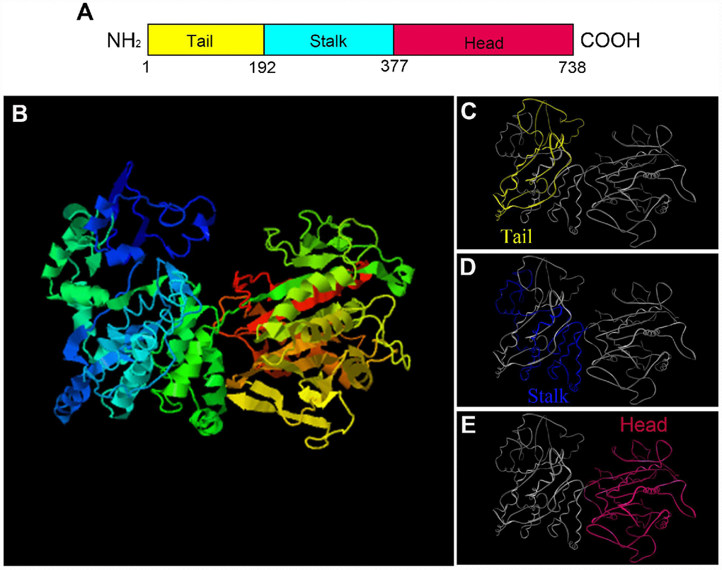 The prediction of major structural features in P. japonicus KIFC1. (A) Three structural domains of KIFC1 were shown in this figure. The motor domain labeled in red contains the conserved head which is from aa 377 to 738. The stalk region, also named coiled-coil domain, extends from aa 192 to 376 that labels in blue. The divergent tail domain labeled in yellow is from aa 1 to 191. (B) The putative 3-D structure of KIFC1 protein. (C) Tail domain (yellow part). (D) Coiled-coil domain (blue part). (E) Motor domain (red part).