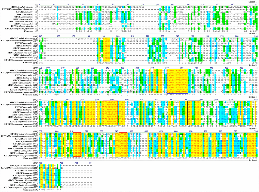 Multiple sequence alignment of the KIFC1 protein in P. japonicus with that of other species. The ELKGNIRVFCRVRP sequence (blue frame) is the KIFC conserved consensus. The AYGQTGSGKT, SSRSH, and LAGSE sequences (red frame) are the putative ATP binding sites. The YNETIRDLL sequence (black frame) is the microtubule-binding site.