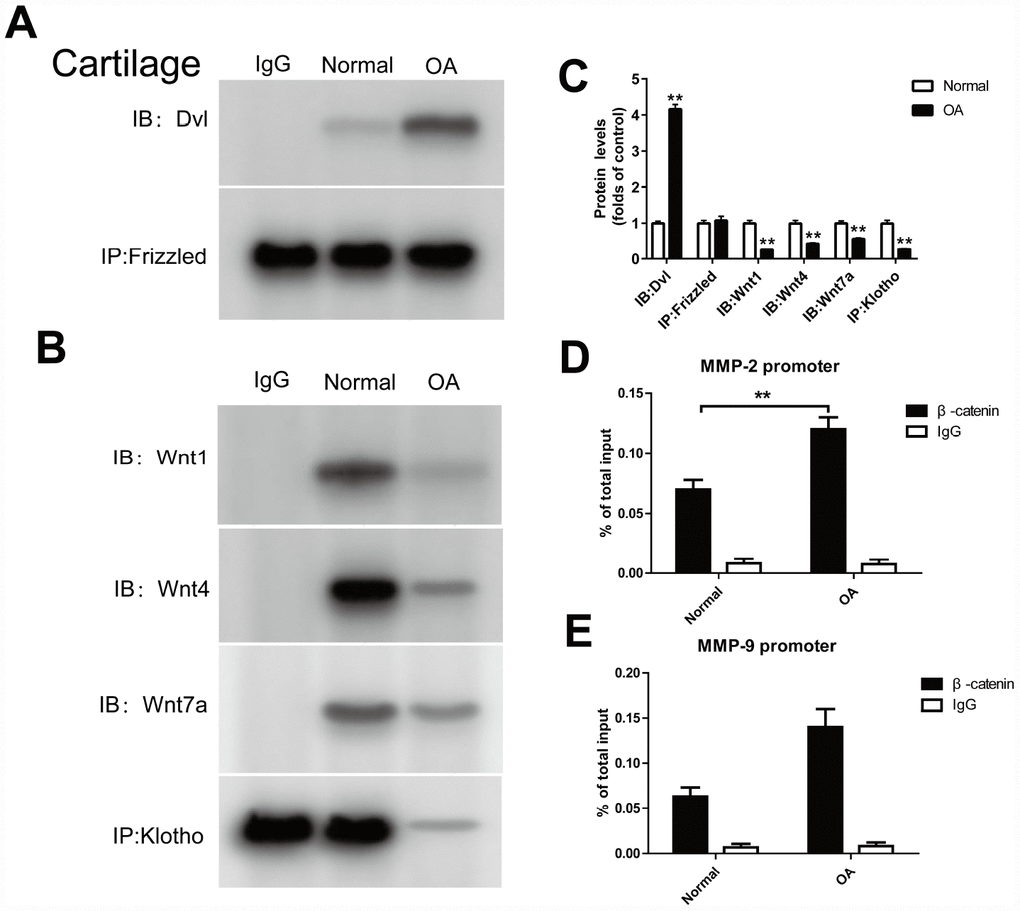Klotho binds to Wnt and blocks Wnt-mediated gene transcription. In cartilage tissue, the binding of Dvl to Frizzled, Klotho to Wnt1, Wnt4, Wnt7a and β-catenin to MMP2, 9 promoters were detected. (A, B) The Co-IP method was used to detect the binding of Dvl to Frizzled, and Klotho to Wnt1, Wnt4, Wnt7a in cartilage tissue after operation, (C) and quantitative data for Dvl to Frizzled, and Klotho to Wnt1, Wnt4, Wnt7a are presented. (D, E) The binding of β-catenin to MMP2, 9 promoters was detected by ChIP method. Data are the mean ±SD, n=8 mice.. *P 