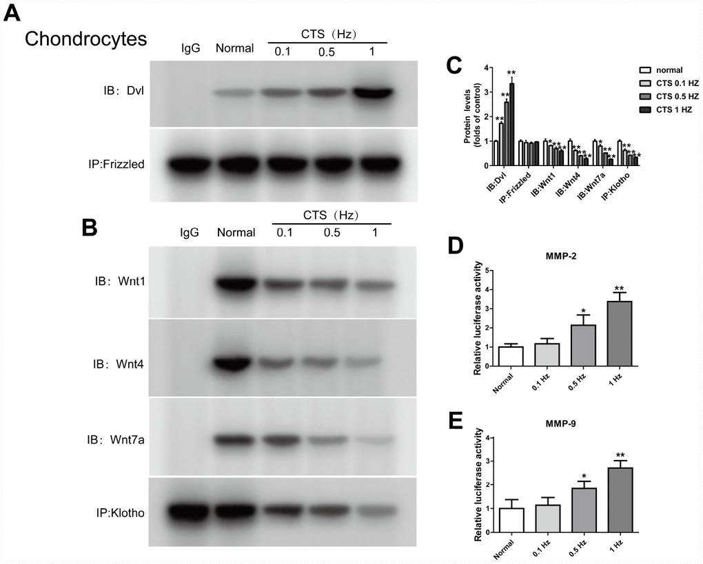 CTS influenced Wnt/β-catenin signaling pathway, Klotho binds to Wnt and blocks Wnt-mediated gene transcription. Chondrocytes were incubated with or without CTS(0.1, 0.5.1 HZ) for 48 hours. the binding of Dvl to Frizzled was induced by CTS in a tension-dependent manner, Klotho to Wnt1, Wnt4, Wnt7a was adversed. (A, B) Detection of Dvl and Frizzled binding and (B) Klotho and Wnt1, 4, 7a binding in supernatant by Co-IP, quantitative data (C) is presented. *PD, E) The effect of β-catenin on the activity of MMP-2 promoters and MMP-9 promoters was in a tension dependent manner. Results were obtained via the expression of three individual experiments performed in triplicate for each condition. *P 
