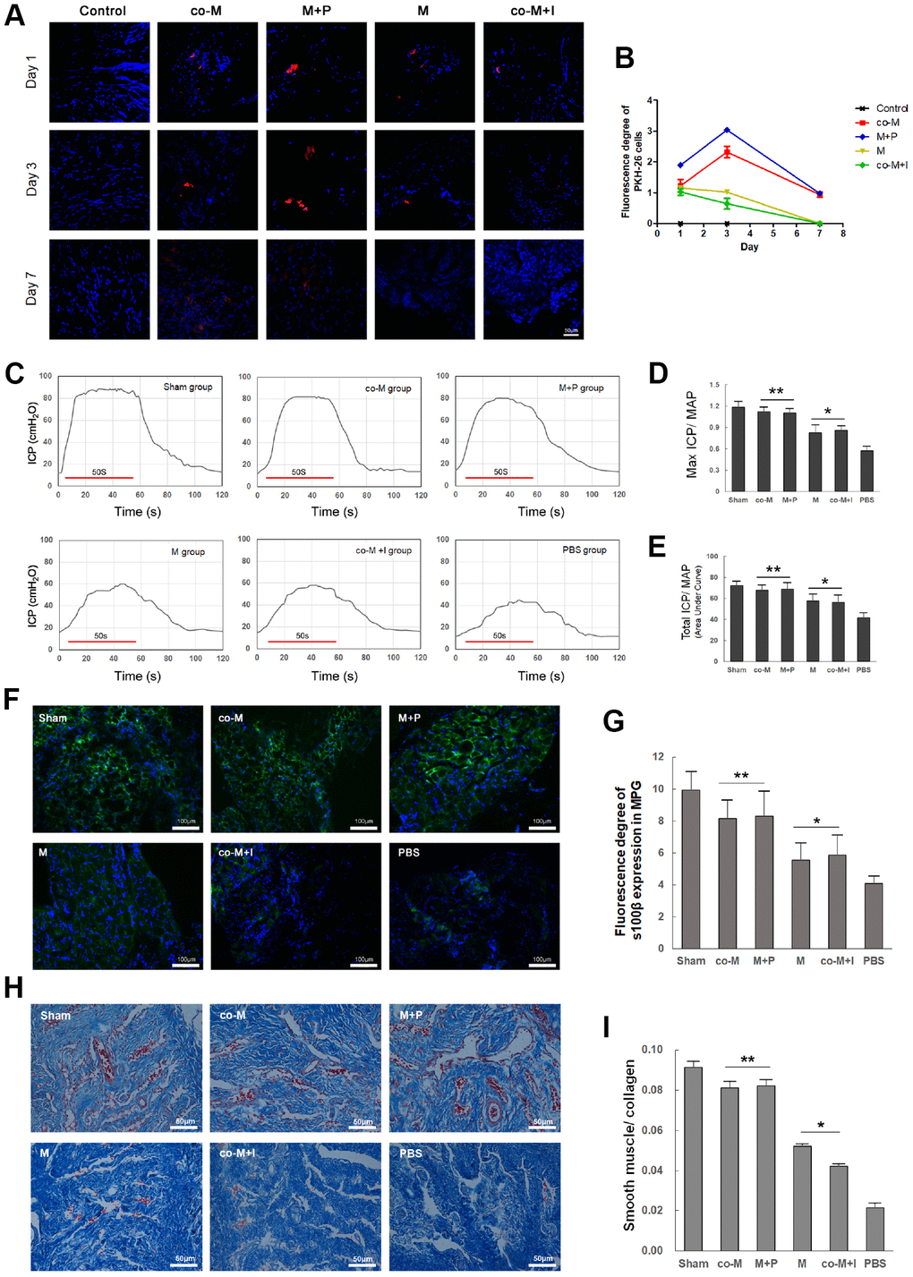 In vivo viability and nerve regenerative capacity of MSCs induced with PDGF-BB/PDGFR-β signaling. PKH26-labled cells (Red) were detected in the MPG and cavernous nerve 1, 3, 7 and 14 days after implantation. PKH26-labled cells were detectable within 3 days after implantation in either M or co-M+I group. However, they were durable and detectable until 7 days after implantation in both co-M and M+P groups. They were undetectable 14 days after implantation in all groups (data not shown). Image J revealed a stronger fluorescence degree of PKH-26 cells in the co-M and M+P groups than either M or co-M+I group (B). Rats per group: n=2. Scale bar=50μm. Transplantation of different groups of MSCs restored erectile function in CNI rats (C–E). Representative ICP responses for the sham, M, co-M, co-M+I, M+P and PBS group 2 weeks after treatment of stem cells (C). Compared with the PBS group, treatment of MSCs significantly increased the mICP/MAP and tICP/MAP ratios. Moreover, the data of the co-M and M+P group were better than the M or co-M+I group (D, E). Each bar represents mean ± SD (n=5 animals per group). *PPPF). The ratio of smooth muscle to collagen in penis was assessed with Masson’s trichrome staining (H). Quantitative analysis was performed using Image J (G, I). Each bar represented means ± SD (n=5 animals per group). *PPP