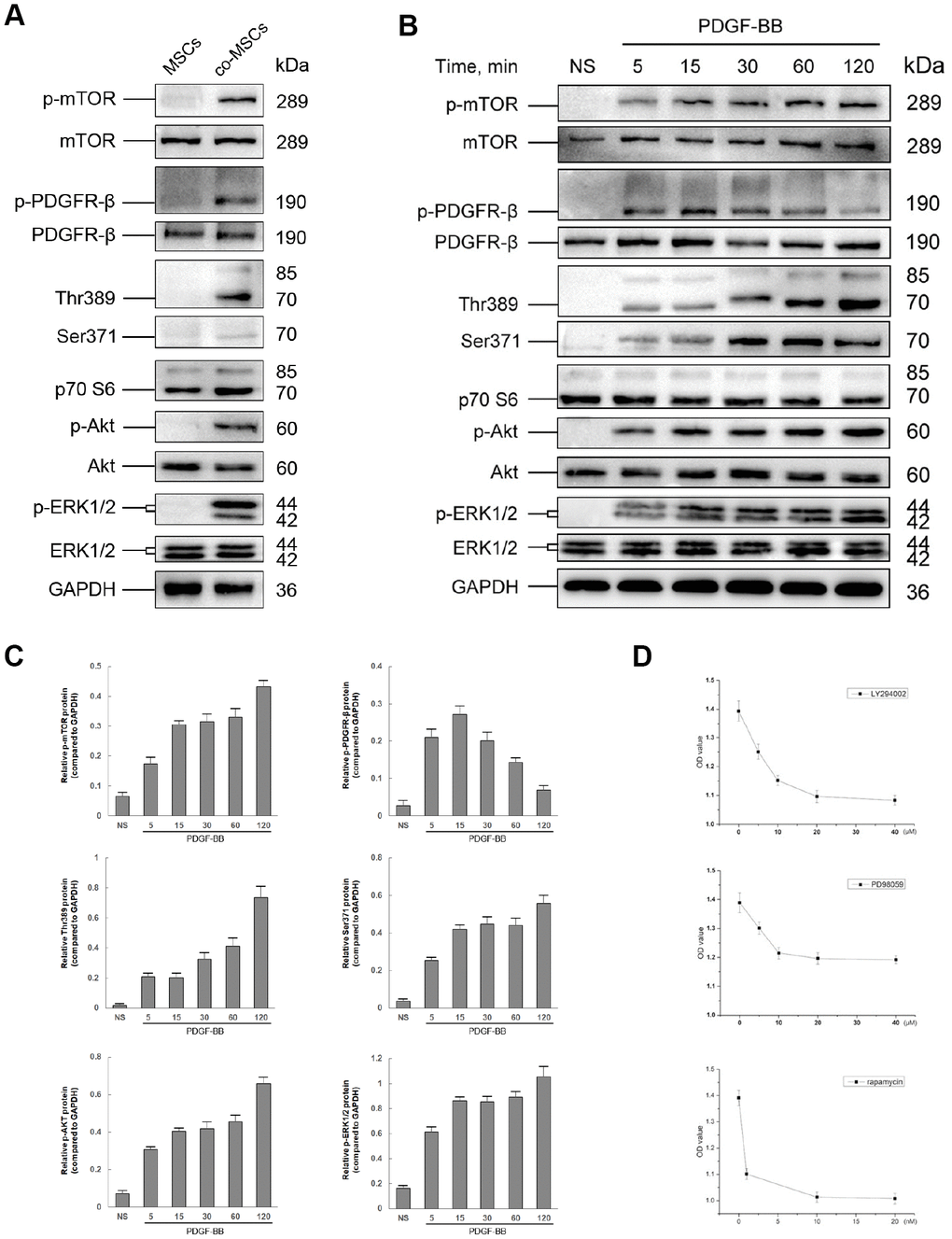 The role of PI3K/Akt and MEK/Erk pathway in PDGF-BB-induced viability of MSCs. Either co-cultured with EPCs or 20 ng/ml PDGF-BB was applied to induced viability of MSCs and the status in phosphorylation of both PI3K/Akt and MEK/Erk pathways was assessed by western blot. Co-cultured with EPCs, the co-MSCs revealed phosphorylation of PDGFR-β, Akt, mTOR, p70 S6 Kinase (Thr389 and Ser371) and ERK ½ (A). Similarly, after induced with PDGF-BB, PDGFR-β, Akt, mTOR, p70 S6 Kinase and ERK ½ was rapidly phosphorylated (B). The densitometry of western blots was evaluated by Image J and the results revealed that phosphorylation of PDGFR-β reached peak at 15 min and gradually returned to basal level. However, the phosphorylation of downstream pathway factors consistently existed. Results are mean ± SD from three independent experiments (C). Different concentrations of LY294002 (PI3K inhibitor), PD98059 (Erk inhibitor) or rapamycin (mTOR inhibitor) were pre-treated to MSCs 1h before treated with PDGF-BB. CCK-8 cell proliferation test revealed that the optimal concentration of LY294002, PD98059 and rapamycin was 20μM, 10μM and 10nM, respectively. Results are mean ± SD from three independent experiments (D).