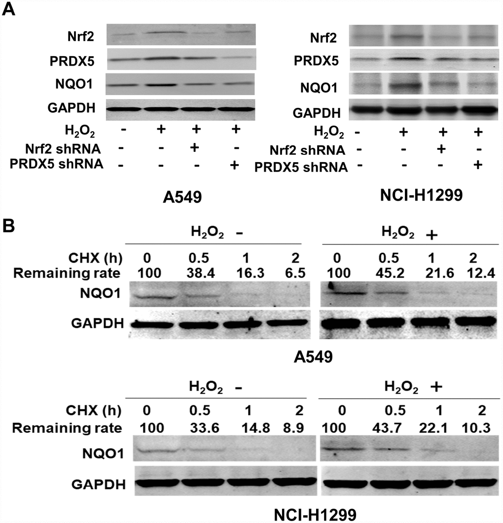 The influence of Nrf2/PRDX5 on NQO1 expression. (A) A549 and NCI-H1299 cells transfected into Nrf2 shRNA or PRDX5 shRNA were treated with serum-free medium overnight. The serum-starved cells were mock-treated, or stimulated with 100 μM H2O2 for 12 h. The expressions of Nrf2, PRDX5 and NQO1 were determined by Western blot. The data are mean ± SD (*P B) After stimulated with 100 μM H2O2 for 12 h, A549 and H1299 cells were treated with 25 mg/L of cycloheximide (CHX) for the indicated period of time and subjected to Western blot analysis.