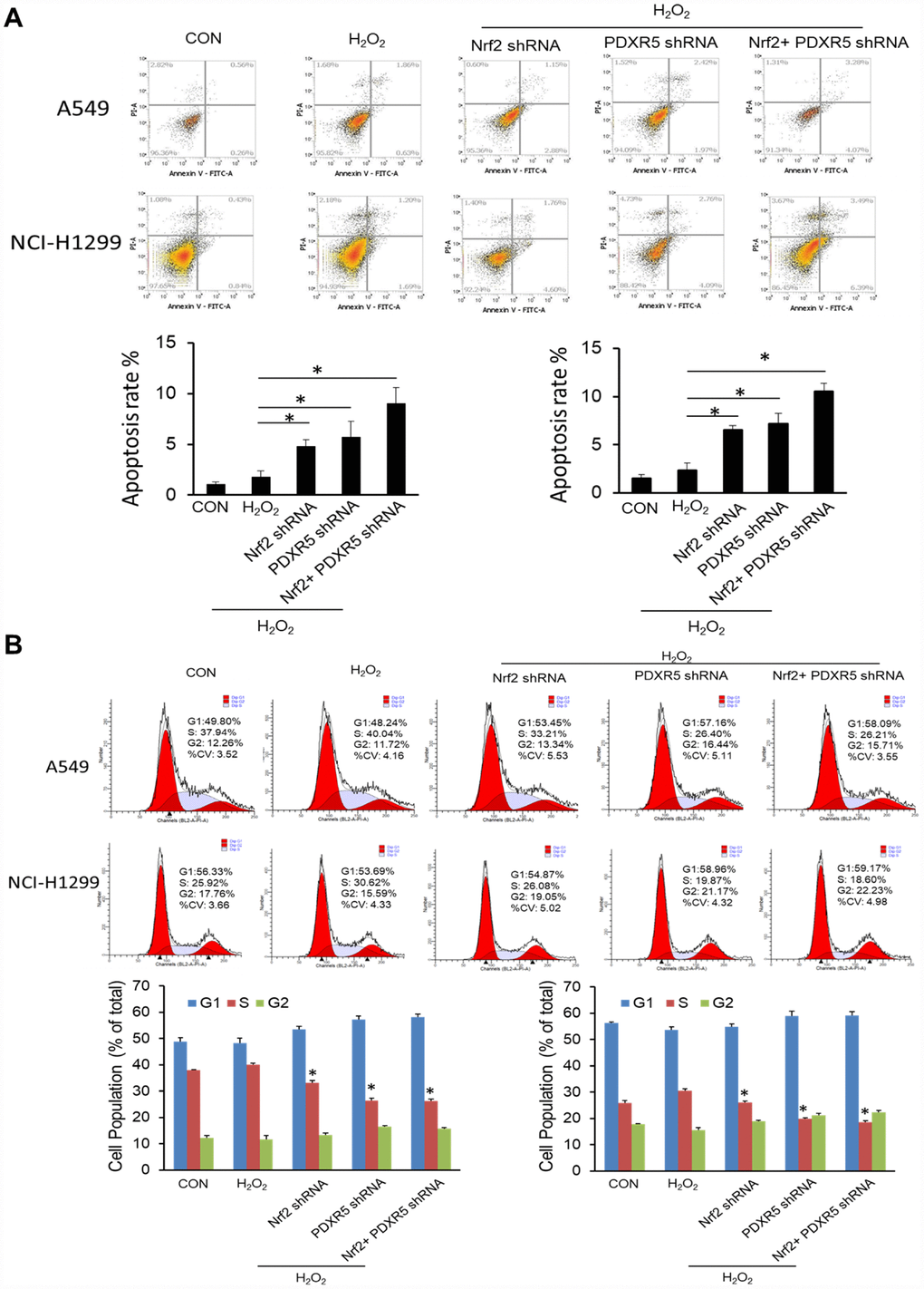 The effects of Nrf2 and/or PRDX5 shRNA on cell proliferation by EdU incorporation assay. (A) Nrf2 and/or PRDX5 shRNA significantly decreased cell proliferation ratio of A549 cells treated with H2O2 (*P B) Nrf2 and/or PRDX5 shRNA significantly decreased cell proliferation of NCI-H1299 cells treated with H2O2 (*P 