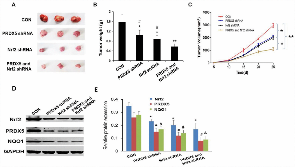 Effect of Nrf2 and PRDX5 shRNA on tumor growth in vivo. (A) Representative xenografts in each group. (B) The weights of xenograft tumors in mice after treatment with each shRNA. (*,#P P C) Antitumor therapeutic efficacy in tumor bearing mice (*P P D and E) The protein expressions of Nrf2, PRDX5 and NQO1 in xenograft tumors in each group. (*,#,&P 