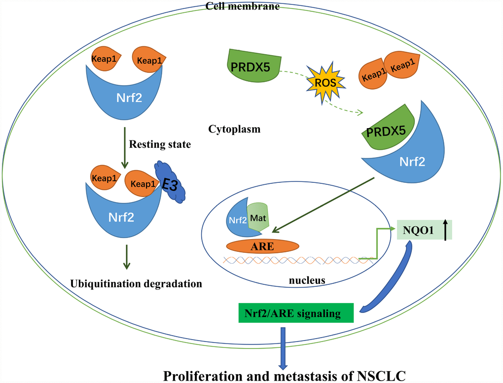 Schematic showing that under condition of non-oxidative stress, Nrf2 binds to Keap1 and promotes ubiquitination of Nrf2. Oxidative stress induces PRDX5 expression. Up-regulated PRDX5 competes with Keap1 for binding Nrf2 and inhibits ubiquitination of Nrf2 by Keap1. Up-regulation of Nrf2-ARE signaling pathway can promote proliferation and reduce apoptosis of NSCLC.