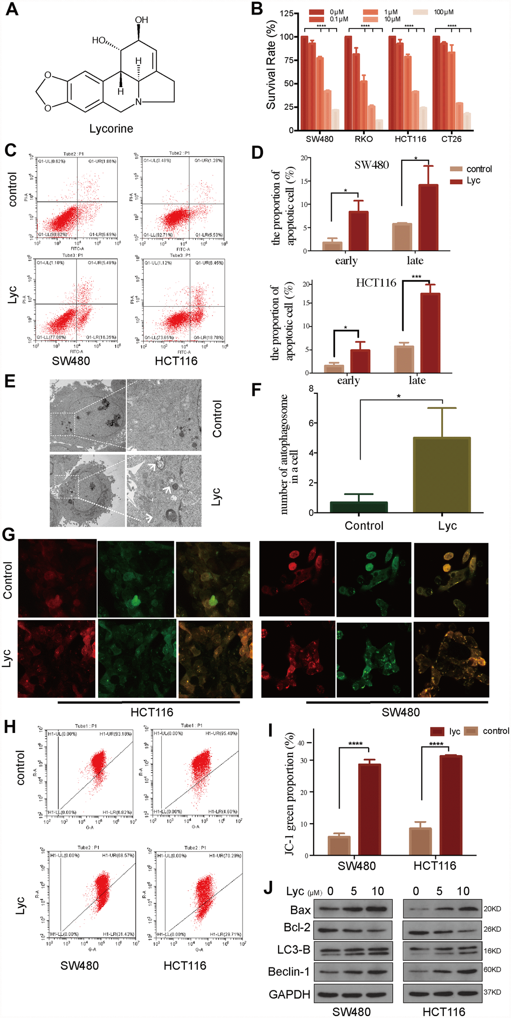 Lycorine induces autophagy-associated apoptosis in colorectal cancer (CRC) cell lines. (A) Chemical structure of lycorine. (B) Four CRC cell lines were treated with the indicated concentrations of lycorine for 24 h. Cell viability was assessed using the Cell Counting Kit-8 assay. (C–D) Cells were treated with lycorine for 24 h and analyzed using annexin V/PI flow cytometry. The right lower quadrant represents early apoptosis. (E–F) The morphological changes in lycorine-treated CRC cells were detected using transmission electron microscopy. Magnification: ×1700 (left), ×5000 (right). (G) HCT116 and SW480 cells were transfected with a tandem fluorescent mRFP-GFP-tagged LC3 virus and then treated with lycorine for 24 h, followed by analysis using confocal fluorescence microscopy (×1000). (H–I) Cells treated with lycorine were harvested, and their mitochondrial membrane potentials were analyzed using a JC-1 kit via flow cytometry. (J) CRC cells were treated with various concentrations of lycorine for 24 h. The apoptosis-related proteins Bax and Bcl-2 and autophagy-related proteins LC3-B and Beclin-1 were analyzed using western blotting. GAPDH was used as a loading control. Data are and presented as the mean ± SD of three independent experiments (*p 