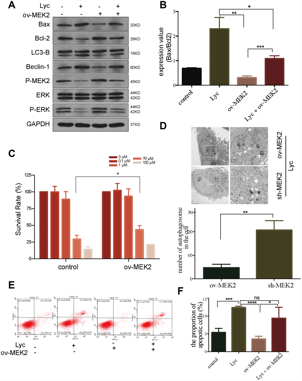 Lycorine induces autophagy-associated apoptosis by targeting mitogen-activated protein kinase kinase 2 (MEK2). (A-B) HCT116 cells transfected with blank or MEK2 vectors were treated with or without lycorine, and western blotting was performed to investigate the changes in autophagy and apoptosis. GAPDH was used as a loading control. (C) The viability of HCT116 cells transfected with blank or MEK2 vectors in response to the indicated concentrations of lycorine was detected using the Cell Counting Kit-8 assay. (D) HCT116 cells were transfected with MEK2 shRNA and cultured in the presence of lycorine, and the change in autophagy was analyzed using transmission electron microscopy. Magnification: ×1700 (left), ×5000 (right). (E–F) MEK2-overexpressing or control HCT116 cells were treated with lycorine for 24 h and analyzed using annexin V/PI flow cytometry. The right lower quadrant represents early apoptosis. Data are presented as the mean ± SD of three independent experiments (*p 