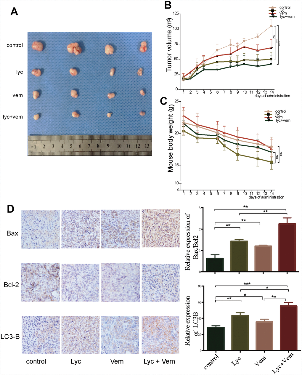 Anti-colorectal cancer activity of lycorine in xenograft mouse models. (A) Volume of the tumors after dissection. (B) Changes in tumor volume after treatment. (C) Changes in mouse weight after treatment. (D) Immunohistochemistry of the indicated proteins in vivo. (*p 