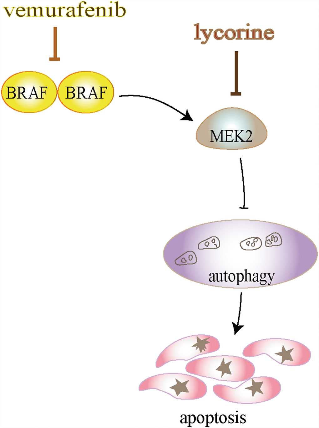 Schematic diagram illustrates that lycorine induces autophagy-associated apoptosis by targeting mitogen-activated protein kinase kinase (MEK2) and enhances the anti-cancer effect of the BRAF inhibitor vemurafenib.