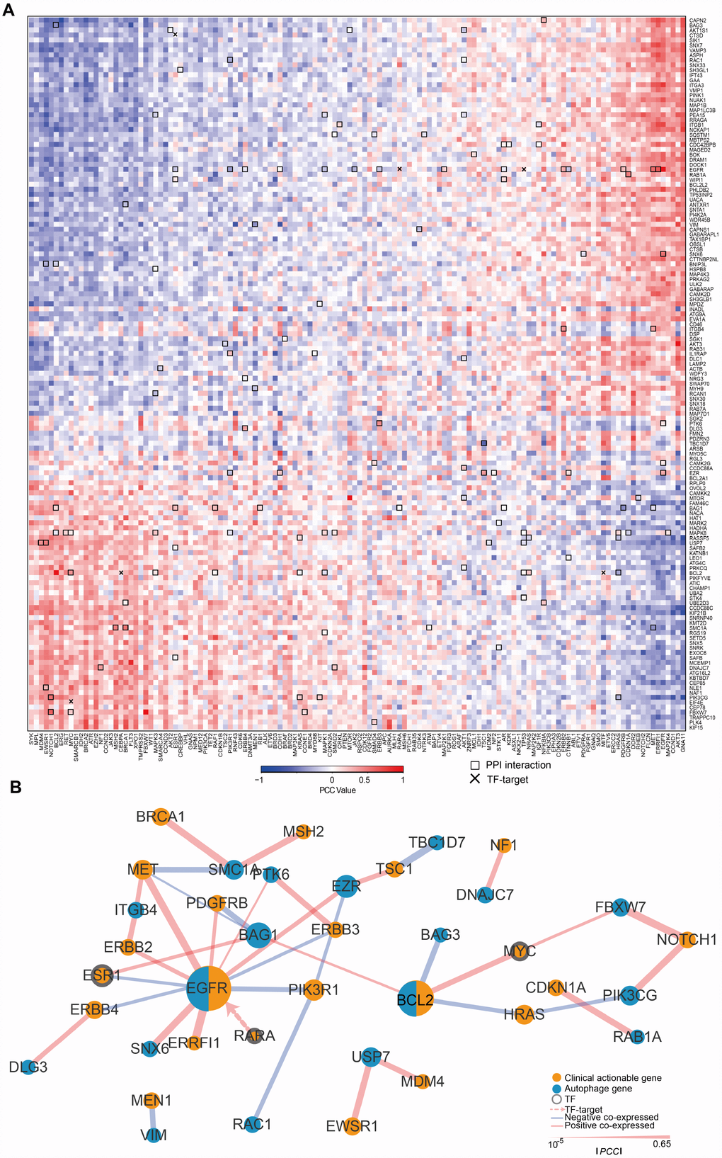 The expression of ATG genes is associated with clinically actionable genes in cancer cell lines. (A) Correlation between the expression of ATG genes and clinically actionable genes (CAGs). Blue, negative correlation; red, positive correlation. Bold boxes highlight the protein-protein interactions of actionable genes and ATG genes based on HPRD. The x marks transcription factor (TF)-target relationships for CAGs and ATG genes. Color bars indicate the PCC between drugs and autophagy genes. (B) Sub-network by PCC |R| > 0.3; p 