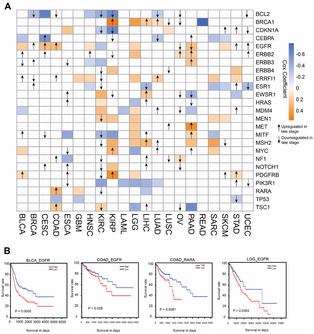 Clinical relevance of ATG genes in different cancer types. (A) Clinically relevant ATG genes in different cancer types. The red and blue boxes indicate high and low expression in tumors associated with worse overall survival times (log rank test p B) Kaplan-Meier curves of multiple cancer types stratified by median expression levels of ATG genes.