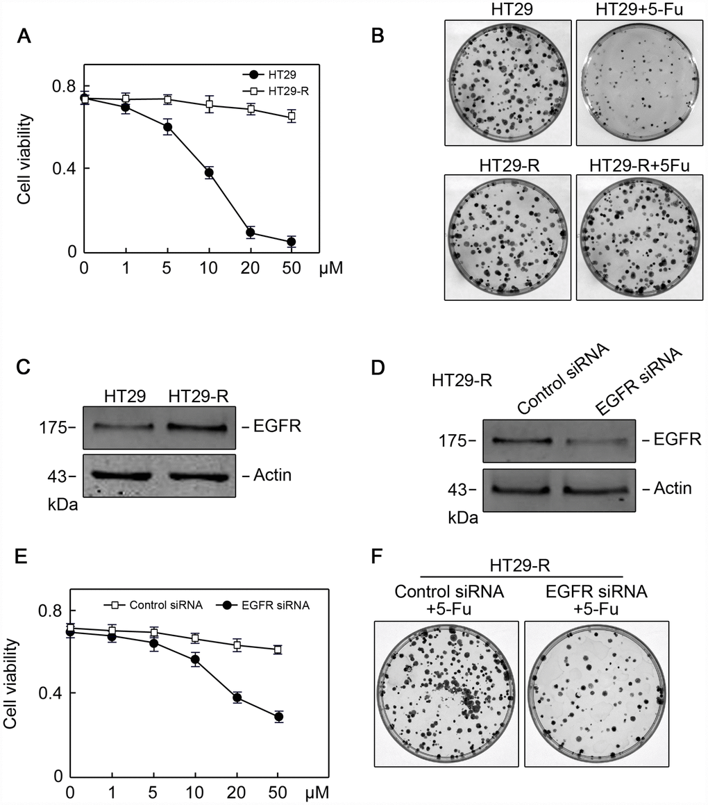 EGFR contributes to 5-FU resistance in colon cancer cells. (A) The 5-FU IC50 values were determined in HT29 and HT29R cells cultured in the presence of various concentrations of 5-FU (n=3). (B) Colony formation assays revealed that HT29-R was insensitive to 5-FU treatment (n=3). (C) EGFR protein levels were increased in HT29-R cells compared with parental HT29 cells. (D) EGFR siRNA successfully suppressed EGFR expression in HT29-R cells (n=3). (E) EGFR silencing sensitized HT29-R cells to 5-FU treatment (n=3. (F) Colony formation assays showed that HT29-R was sensitive to 5-FU treatment upon EGFR siRNA transfection (n=3).