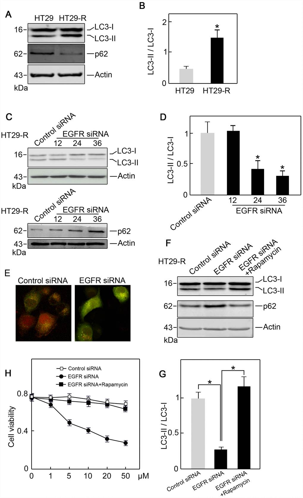 EGFR contributes to 5-FU resistance in colon cancer cells through autophagy. (A) Autophagy induction was increased in HT29-R cells compared with parental HT29 cells (n=3). (B) Conversion of LC3-I to LC3-II was increased in HT29-R cells compared with parental HT29 cells (n=3, *P C) Knockdown of EGFR in HT29-R cells impaired autophagy flux (n=3). (D) Knockdown of EGFR in HT29-R cells inhibited the conversion of LC3-I to LC3-II (n=3, *P E) Fluorescence images of mRFP-GFP-LC3 in HT29-R cells transfected with control siRNA or EGFR siRNA (200× magnification). (F) Rapamycin reversed autophagy inhibition induced by EGFR knockdown in HT29-R cells (n=3). (G) Rapamycin reversed the inhibition of LC3-I to LC3-II conversion caused by EGFR knockdown (n=3, *P 