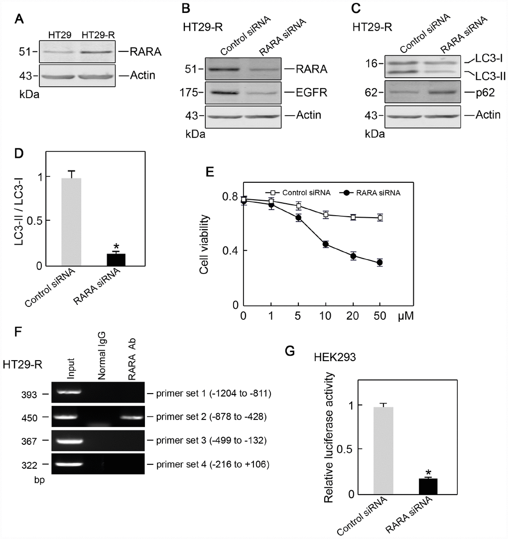 RARA is the transcription factor for EGFR. (A) RARA was upregulated in HT29-R cells compared with parental HT29 cells (n=3). (B) Knockdown of RARA decreased EGFR expression (n=3). (C) Knockdown of RARA blocked autophagy induction in HT29-R cells (n=3). (D) Knockdown of RARA inhibited the conversion of LC3-I to LC3-II in HT29-R cells (n=3, *P E) Knockdown of RARA sensitized HT29-R cells to 5-FU treatment (n=3). (F) RARA binds to the EGFR promoter. ChIP assays were performed using anti-RARA antibody or IgG control. Representative data from three individual experiments are shown. (G) Knockdown of RARA reduced EGFR promoter activity as determined by the luciferase assay (n=3).