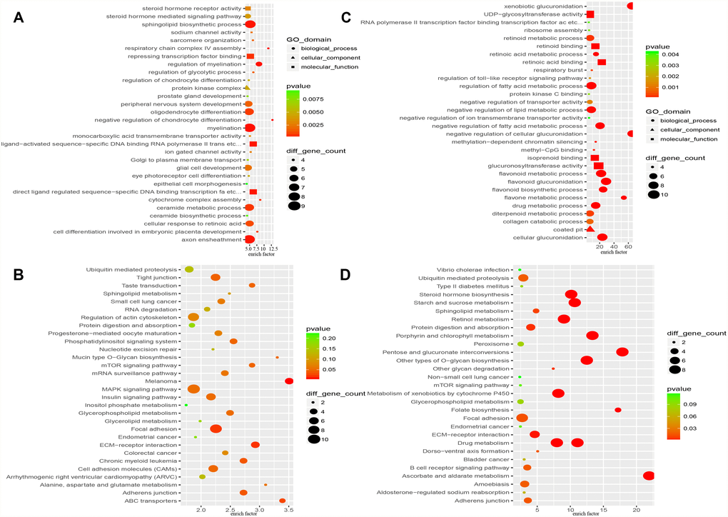 Functional enrichment analysis of “HO-8910PM-specific gain” and “HO-8910PM-specific loss” genes identified in CNV regions. (A) GO-based annotation was used for the functional enrichment analysis of genes with shared “HO-8910PM-specific gains” (479 genes). (B) KEGG pathway analysis of genes with shared “HO-8910PM-specific gains” (479 genes). (C) GO-based annotation was used for the functional enrichment analysis of genes with shared “HO-8910PM-specific loss” (400 genes) through DAVID. (D) KEGG pathway analysis of genes with shared “HO-8910PM-specific loss” (400 genes). Colour represents the -log of the P value for the significance of enrichment. Only annotations with significant P values 