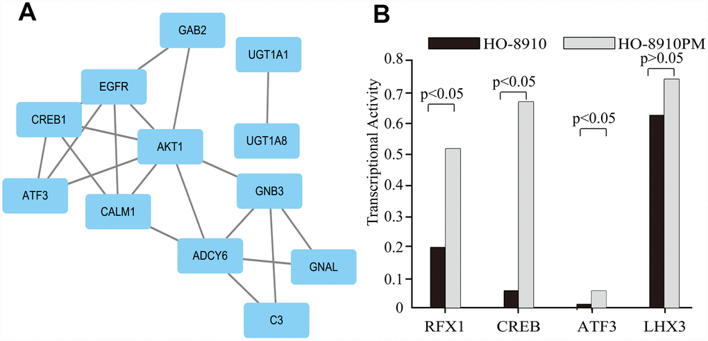 The target genes and their predicted TFs. (A) The clusters identified in the PPI network containing the target genes and their predicted TFs. (B) The transcriptional activities of four TFs.