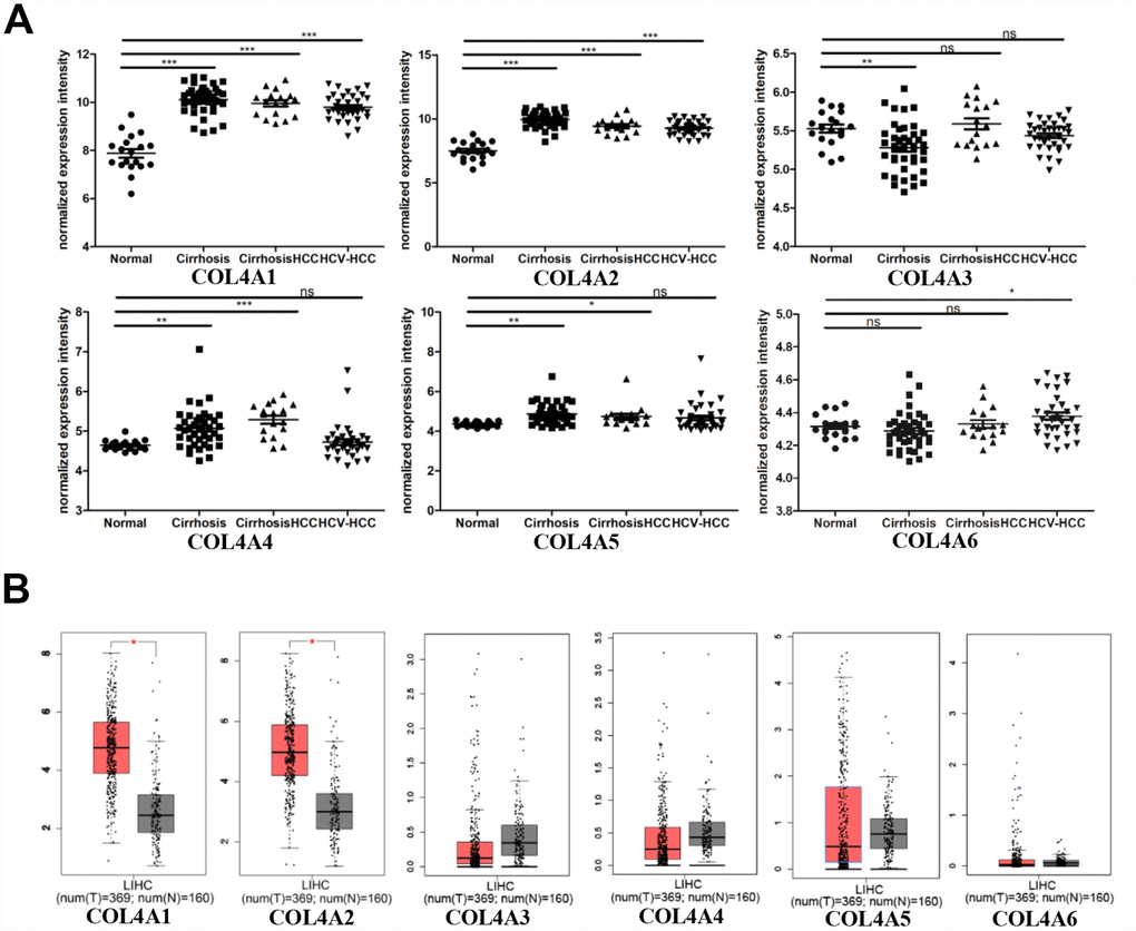 COL4As expression in hepatocellular carcinoma (HCC). The transcription levels of COL4A1 and COL4A2 were significantly upregulated in preneoplastic lesion (cirrhosis) and HCC tissues compared to normal tissues. (A) Dot plot showing the COL4As mRNA levels in GEO dataset (GSE14323). Normal (n=19): normal liver; Cirrhosis (n=41): HCV cirrhosis without HCC; Cirrhosis HCC (n=17): HCV cirrhosis with HCC; HCV-HCC (n=36): HCC by HCV infection. Data are mean ± SD. *, P B) Box plot showing the COL4As mRNA levels in The Cancer Genome Atlas (TCGA) (GEPIA). Normal: n=160; Tumor: n=369. The significance test method was one-way ANOVA, using disease state (Tumor or Normal) as variable for calculating differential expression.