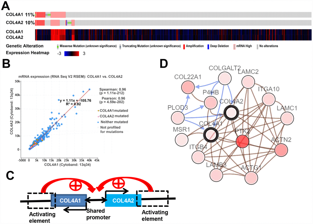 COL4A1 and COL4A2 genomic alterations, correlation, and signaling pathway in HCC (cBioPortal). (A) Heat map showing the genomic alteration types and expression of COL4A1 and COL4A2 in HCC tissues (n=371). The genomic alterations are highlighted in different markers. One column represents one individual. (B) Correlation analysis showing the significant positive correlation between COL4A1 and COL4A2. (C) COL4A1 and COL4A2 shared a bidirectional promoter, which was regulated by the downstream activating element. (D) Network showing the COL4A1/COL4A2 (with a bold border) and their neighboring genes with alteration frequencies >10% in HCC. PTK2 (in darker red) was the most frequently altered neighbor gene (46.4%). The brown connection shows that these genes are involved in the same biological component, such as a complex. The blue connection shows that the first gene causes a state change, such as a phosphorylation change, within the second gene.