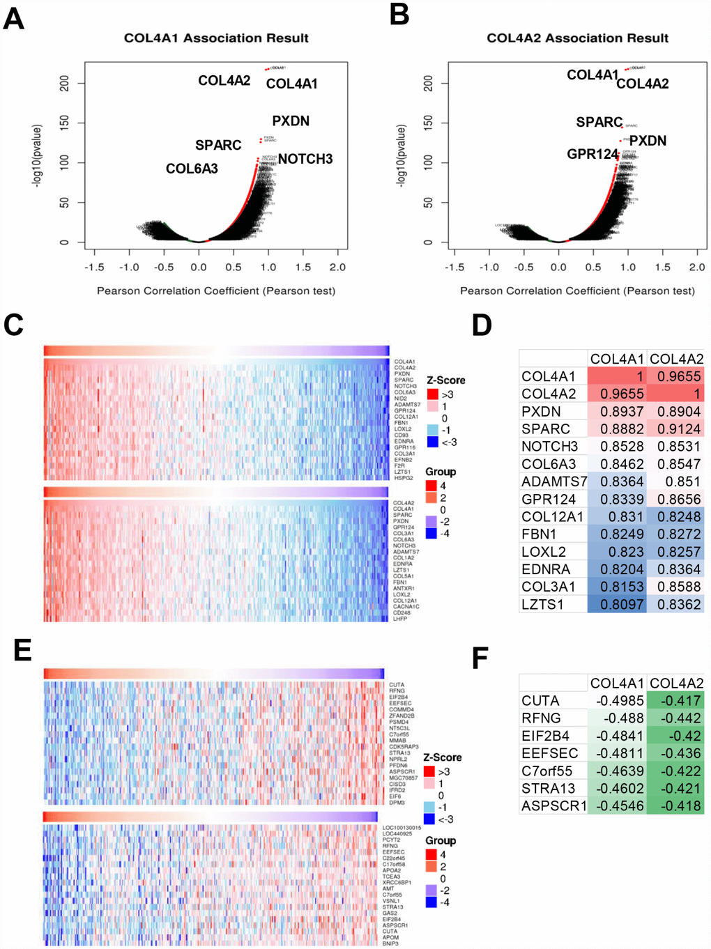 The genes correlated with COL4A1 and COL4A2 and differentially expressed in HCC (LinkedOmics). (A, B) The volcano plot showing the genes correlated with COL4A1 and COL4A2 and differentially expressed in HCC. (C, E) The heatmap showing the top 20 genes positively or negatively correlated with COL4A1 or COL4A2. (D, F) The same correlated genes for COL4A1 and COL4A2 in top 20 positively or negatively correlated genes.