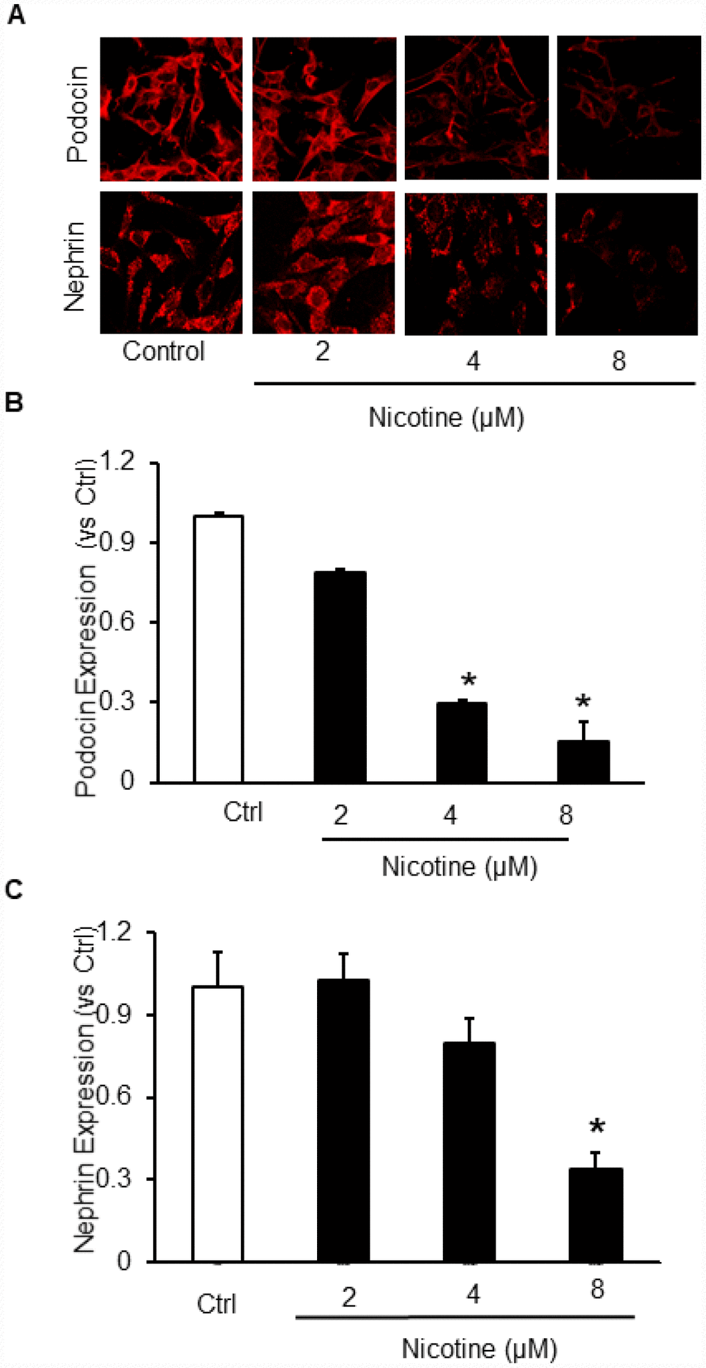 Effect of Nicotine on podocyte injury. Representative immunofluorescence images (A) and summarized quantification data shows Podocin (B) and Nephrin (C) expression in podocytes treated with different concentrations of Nicotine (2μM, 4μM, 8μM). Images were quantified using Image J software. N=5. * Significant difference from control.