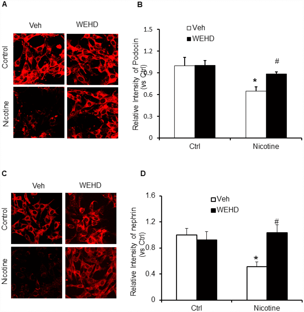 Inhibition of inflammasome abolishes nicotine-induced podocyte injury. Representative immunofluorescence images and summarized quantification data shows Podocin (A) and Nephrin (B) expression in podocytes treated with or without stimulation of nicotine and/or WEHD. Images were quantified using Image J software. N=5. *significant difference from control, #significant difference from nicotine treated group.