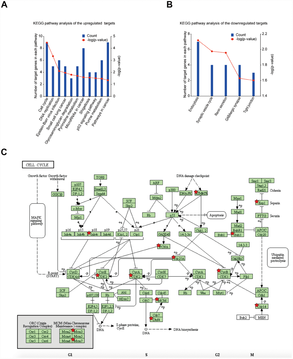 Significantly enriched pathway terms of DEGs in GBM. (A) KEGG pathway enrichment analysis of upregulated mRNAs (p B) KEGG pathway enrichment analysis of downregulated mRNAs (p C) KEGG pathway annotations of the cell cycle pathway. Red star-marked nodes are associated with significant genes.