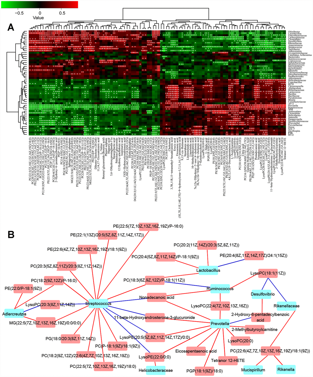 The combined data analysis between gut microbiome and serum metabolome of APP/PS1 mice. (A) The Spearman correlation coefficient for each metabolite type and each bacterial genus, see also Supplementary Figure 1A–1B and Supplementary Figure 2A–2B. (B) Serum metabolome and genera. Red and blue indicate positive and negative correlations, see also Supplementary Figure 1A–1B and Supplementary Figure 2A–2B. Hub nodes with the most connections are highlighted in red. Data are presented as the means of more than 6 independent experiments.