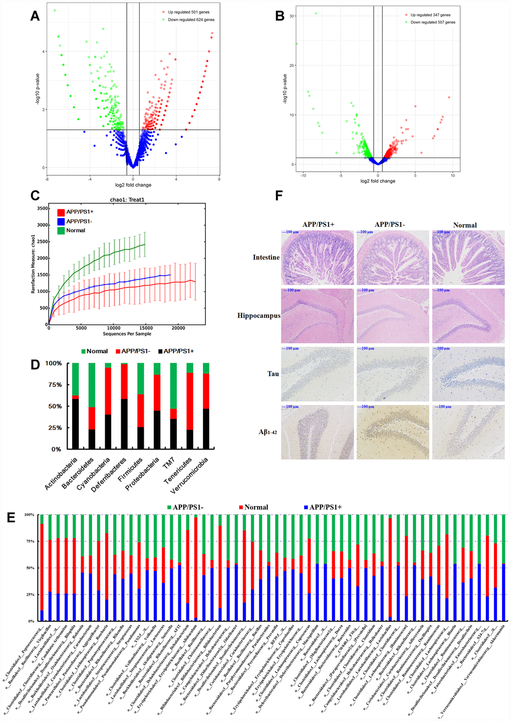 (A) Differentially expressed circRNAs in the APP/PS1 double transgenic mice brain samples (fold change > 1.50, p B) Differentially expressed mRNAs in the APP/PS1 double transgenic mice brain samples (fold change > 1.50, p C) Rarefaction curves based on OTU. The structure at the (D) phylum and (E) genus levels. (F) Histopathological changes in the brain identified using H&E staining and biomarker expression of Tau and Aβ1-42 using immunohistochemical methods after fecal microbiota from six months APP/PS1 mice transplantated into 9 months old C57 mice, (n≥6).