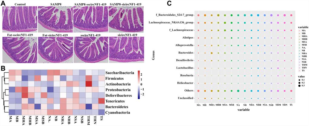 CircNF1-419 changes the gut microbiota genetic trajectory in newborn KM mice. (A) Intestinal physiology changes after infection of over-expressing circNF1-419 AAV. (B) Heatmap of gut microbiota in fimo at phylum level after infection of over-expressing circNF1-419 AAV in young mice. (C) Heatmap of gut microbiota infimo at genus level after infection of over-expressing circNF1-419 AAV in young mice. Data are presented as the means ± SD of more than 8 independent experiments. *p **p vs. the model group by one-way ANOVA, followed by the Holm-Sidak test.