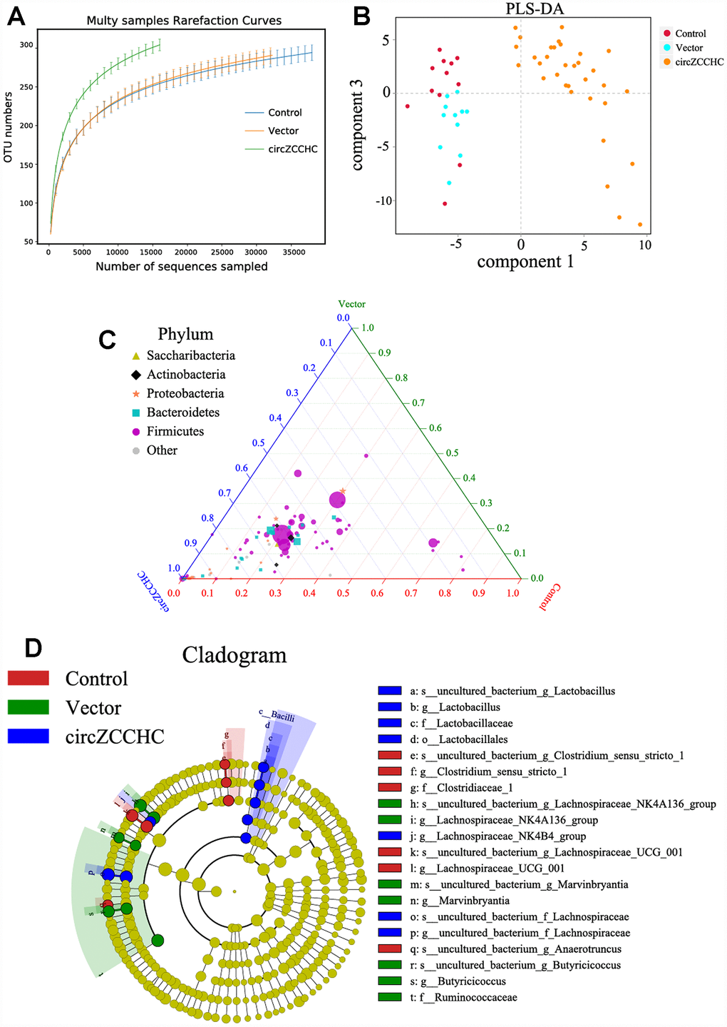 Circ0001239 changes the gut microbiota genetic trajectory in new born mice. (A) The alpha diversity (A) and beta diversity (B) of the gut microbiota when the circ0001239 over expressed in brain, see also in Supplementary Figure 6. (C) The ternary phase diagram showed that the most of the bacteria were closed to the circ