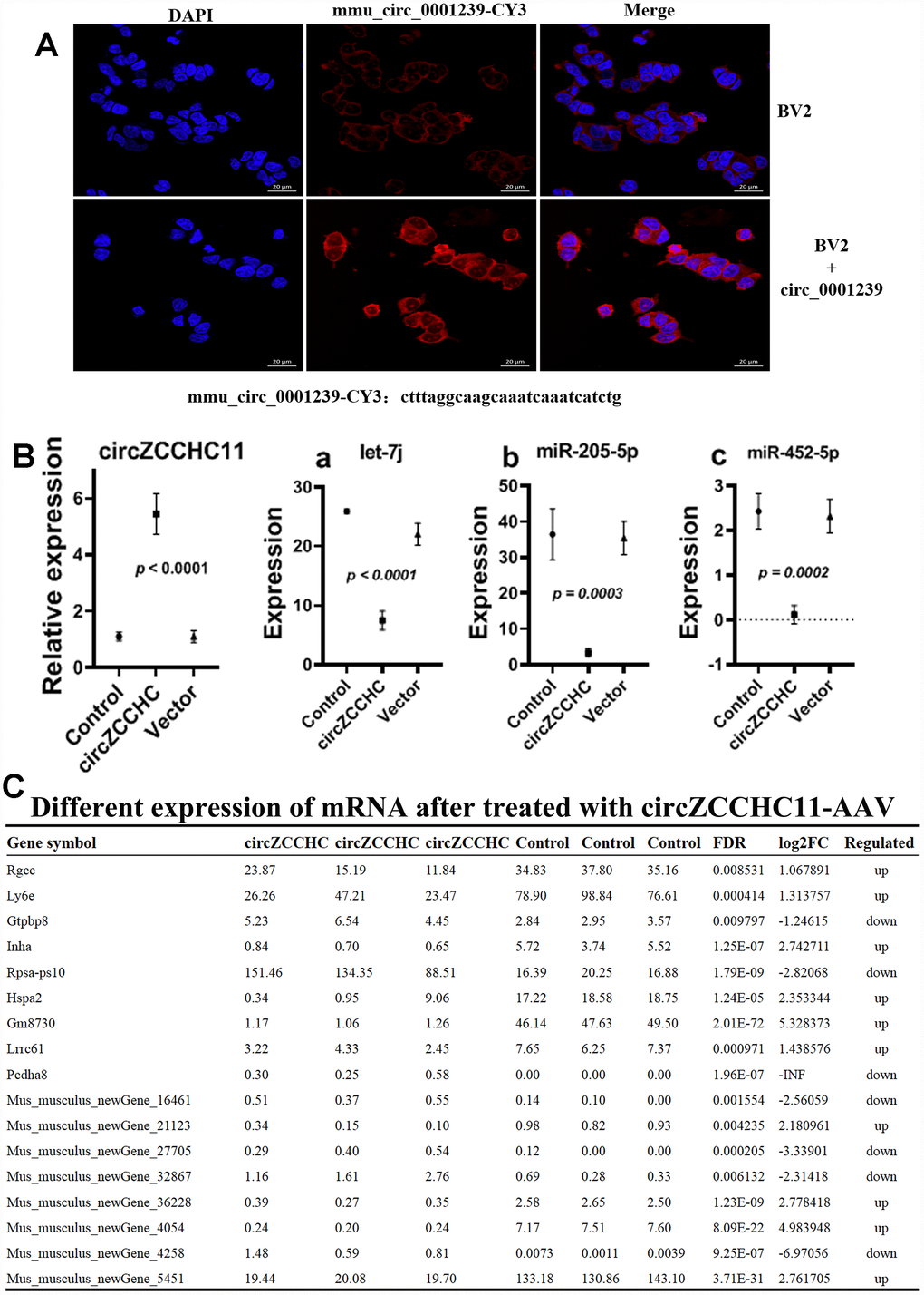 Effects of over expressing circ