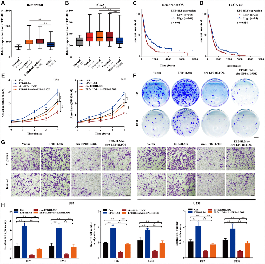 circ-EPB41L5 suppressed glioma cell proliferation, migration, and invasion. (A) The expression level of EPB41L5 in glioma from the Rembrandt dataset. The level of EPB41L5 was decreased in glioblastoma. (B) Expression level of EPB41L5 in different subtypes of glioblastoma from TCGA dataset. The level of EPB41L5 was the lowest in mesenchymal. (C, D) Kaplan–Meier survival analysis of glioblastoma patients from the Rembrandt and TCGA datasets. Low expression of EPB41L5 indicated poor prognosis. (E–G) Knockdown of EPB41L5 in U87 and U251 promoted proliferation, colony formation, migration, and invasion abilities of glioma cells. Overexpression of circ-EPB41L5 impaired the oncogenic effects of EPB41L5 knockdown. Scale bars: 4 mm in colony formation assays. Scale bars: 100 μm in transwell assays. (H) Quantification of colony formation rates and relative migration or invasion cell number. The data are means±SEM of three experiments, *PP